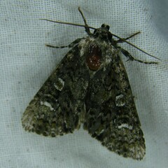 Craniophora ligustri