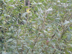 Salix aurita