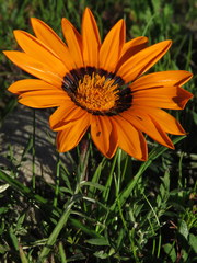 Gazania rigida