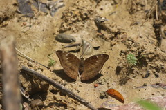 Euthalia aconthea