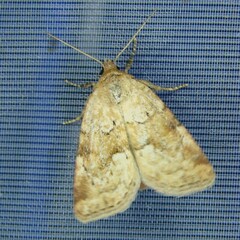 Photedes minima
