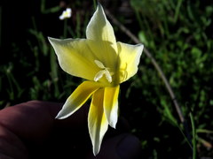 Gladiolus trichonemifolius