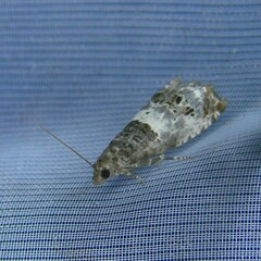 Notocelia rosaecolana