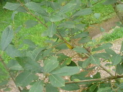 Salix aurita