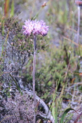Dilatris corymbosa
