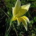 Gladiolus trichonemifolius - Photo (c) Gigi Laidler,  זכויות יוצרים חלקיות (CC BY-NC), הועלה על ידי Gigi Laidler