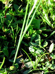 Gladiolus trichonemifolius