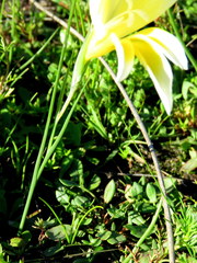 Gladiolus trichonemifolius