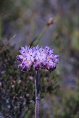 Dilatris corymbosa