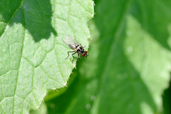 Anthomyia procellaris