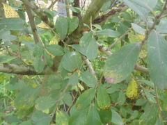 Salix aurita