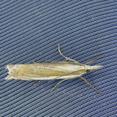 Crambus pascuella