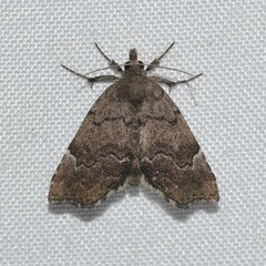 Cutina aluticolor