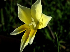 Gladiolus trichonemifolius