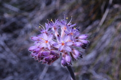 Dilatris corymbosa