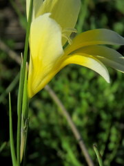 Gladiolus trichonemifolius