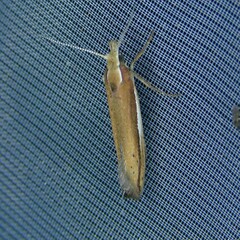 Ypsolopha parenthesella