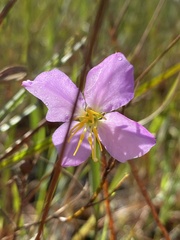 Rhexia cubensis