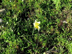 Gladiolus trichonemifolius