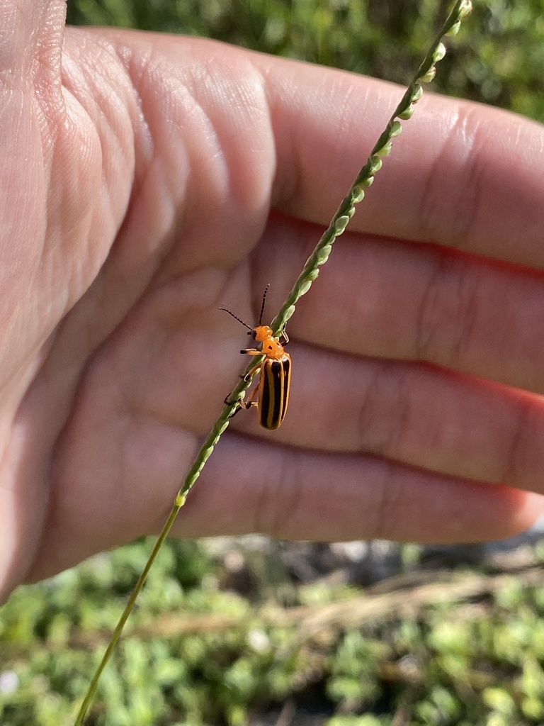 Pyrota Lineata Yellow-lined Pyrota from Miramar Pineland, Miramar, FL, US on September ...