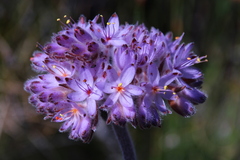 Dilatris corymbosa