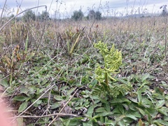 Sceptridium multifidum