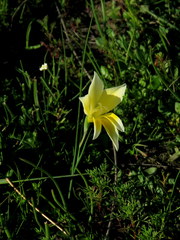 Gladiolus trichonemifolius
