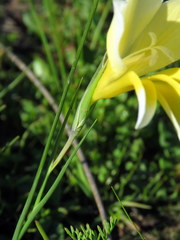 Gladiolus trichonemifolius
