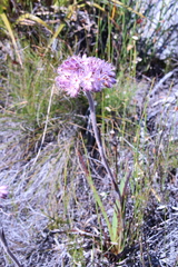 Dilatris corymbosa