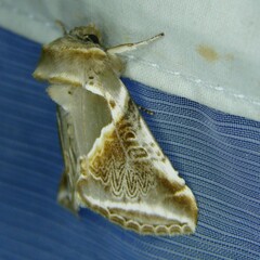 Habrosyne pyritoides