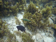 Thalassoma hebraicum