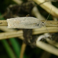 Acleris rufana
