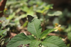 Ypthima baldus