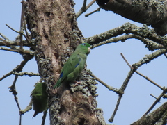 Forpus conspicillatus