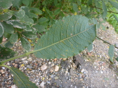 Salix aurita