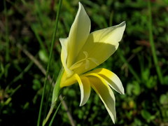 Gladiolus trichonemifolius