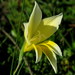 Gladiolus trichonemifolius - Photo (c) Gigi Laidler, μερικά δικαιώματα διατηρούνται (CC BY-NC), uploaded by Gigi Laidler