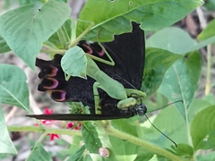 Papilio bianor thrasymedes