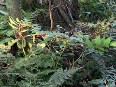 Streptopus lanceolatus