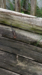 Plestiodon inexpectatus