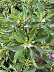 Myoporum laetum