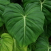 Philodendron pastazanum - Photo (c) TheFloracle, some rights reserved (CC BY-SA)