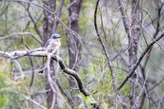 Cacomantis flabelliformis