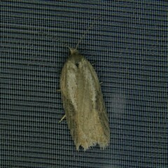 Acleris rufana