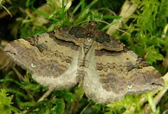 Earophila badiata