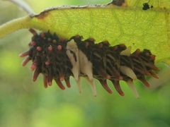 Byasa