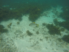 Monodactylus argenteus