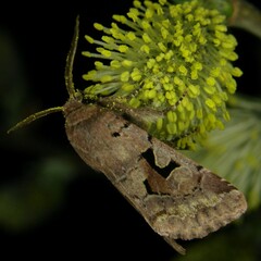 Orthosia gothica