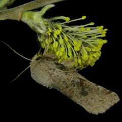 Orthosia incerta