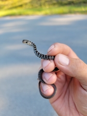 Coluber constrictor priapus